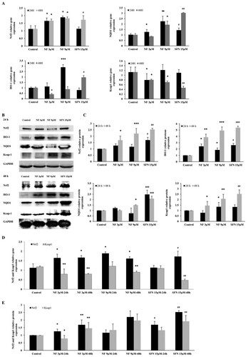 Figure 2. Mechanism of Nrf2 activation by NF: Human BPH-1 cells were treated with NF 3 µM, 9 µM, and SFN 15 µM for 24 and 48 h. A. The gene expression of Nrf2, HO-1, NQO1, Keap1 were normalized with GAPDH B. Protein expression of Nrf2, HO-1, NQO1, Keap1, GAPDH were determined with western blot. C. Relative protein expression of Nrf2, HO-1, NQO1, and Keap1 are normalized with GAPDH. D. Comparison of the Nrf2 and Keap1 relative gene expression at 24 and 48 h and all the values are normalized with GAPDH. E. Comparison of the Nrf2 and Keap1 relative protein expression at 24 and 48 h and all the values are normalized with GAPDH. Values are presented as means ± SD (n = 3). For NF: *P< 0.05, **P< 0.01, ***P< 0.001 compared to control group. For SFN: #P< 0.05, ## P< 0.01, ###P< 0.001 compared to control group (no treatment).