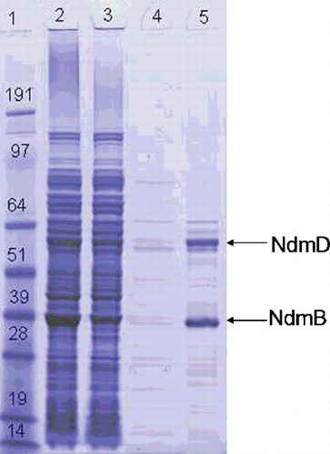Figure 3. SDS-PAGE analysis of the expression of recombinant proteins. Lane 1, protein molecular weight marker (14–191 kDa; Invitrogen, Carlsbad, CA, USA); Lane 2, Ni-column load; Lane 3, flow-through; Lane 4, wash; Lane 5, elution of NdmB and NdmD. Coomassie brilliant blue R-250 staining.