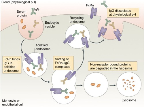 Figure 2 Proposed role of the the neonatal Fc receptor for IgG (FcRn) in the vascular endothelial cells.