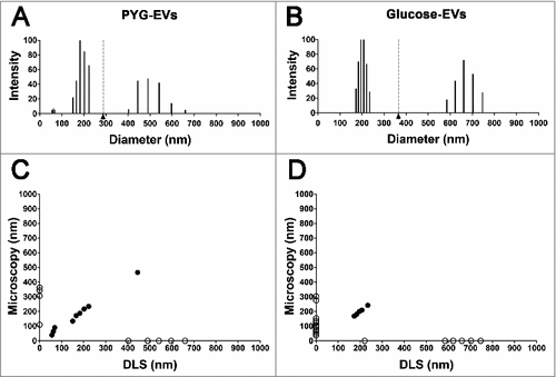 Figure 2. Characterization of the EVs’ populations secreted by A. castellanii by dynamic light scattering (DLS). The graphs are representative of the two replicates displaying similar results. EVs secreted and isolated from A. castellanii grown in (A) PYG (PYG-EVs, total average of 287.7 ± 154.8 nm, black arrow and gray dashed line) and (B) glucose medium (glucose-EVs, total average of 365.1 ± 224.6 nm, black arrow and gray dashed line). (C and D) Correlation of the diameters obtained by electron microscopy and DLS of EVs isolated from A. castellanii grown in (C) PYG (PYG-EVs) and (D) glucose medium (glucose-EVs). Open circles (○) indicates EVs populations identified in only one of the size measurement methodology, whereas closed circles (•) indicates EVs populations identified in both methods.