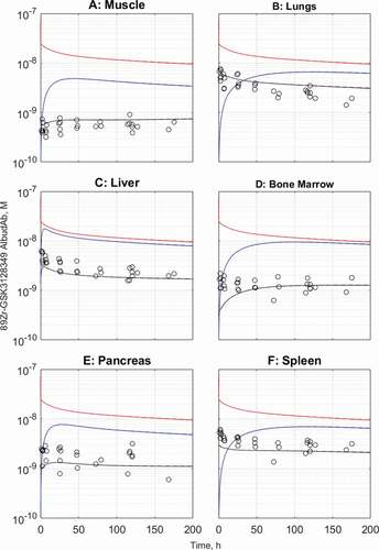 Figure 5. Observed and predicted tissue and interstitial concentrations for muscle (a), lungs (b), liver (c), bone marrow (d), pancreas (e), and spleen (f). The default model predictions are in dashed lines while the kidney- and brain-adjusted predictions are in solid lines. The solid and dashed lines overlap for all organs. Black: total tissue concentration, red: vascular concentration, blue: interstitial concentration