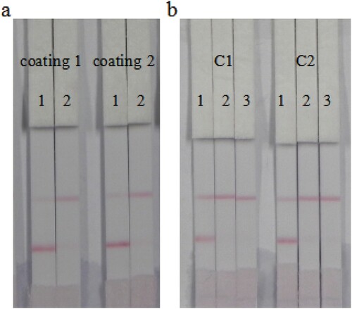 Figure 6. Optimization of immunochromatographic strip: (a) coating antigens with different reaction molar ratio of hapten to OVA. Coating 1 = 30:1; coating 2 = 60:1; 1= 0 ng/mL; 2 = 50 ng/mL. (b) Concentration optimized of coating 2. C1 = 0.1 mg/mL; C2 = 0.25 mg/mL; 1 = 0 ng/mL; 2 = 50 ng/mL; 3 = 70 ng/mL, n = 6.