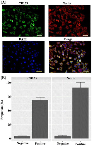 Fig. 1. Identification of the stem cell features of CD133 + U251 cells by immunofluorescent assay. CD133 + cells were isolated from U251 cells using anti-CD133 immunomagnetic beads, and the sorted cells were positively stained for CD133 and Nestin, representing stem cell-like characteristics. (A) representative images of immunofluorescent staining of CD133 and Nestin in the sorted cells. (B) quantitative analysis of the proportions of CD133 + and Nestin + cells in the sorted population. Scale bar, 50 μm.