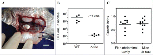 Figure 3. Role of Ahn in resistance against clearance in vivo. (A) Severe accumulation of ascites in the abdomen of a blunt snout bream (Megalobrama amblycephala) infected with A. hydrophila. Scale bar = 1 cm. (B) Bacterial loads recovered from fish ascites after 24 h post-i.p. inoculation. (C) In vivo competitive indices of Δahn versus the WT strain in fish abdominal cavity and mouse air sac infection models.