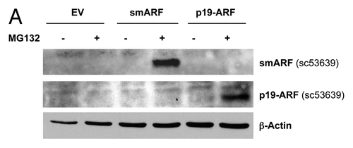 Figure 4. Generating stable fibroblast cell lines which constitutively express smARF and p19(ARF). hTERT-BJ1 fibroblasts were transduced with lenti-viral vectors encoding smARF or p19(ARF) and then selected for puromycin-resistance. Control fibroblasts transduced with the empty vector (EV; Lv-105) were produced in parallel. Then, these stable cell lines were subjected to biochemical analysis. Blotting with β-actin is shown as a control for equal protein loading. (A) Treatment with the proteasome inhibitor MG-132. After overnight treatment (16 h) with MG-132 (10 μM), the cells were harvested and subjected to immunoblot analysis. Note that both smARF and p19(ARF) were stably expressed. (B) Acute treatment with H202. After acute treatment with H2O2 (300 μM), the fibroblasts were cultured for an additional 5 d to allow the onset of senescence. Note that fibroblasts transduced with smARF or p19(ARF) show the upregulation of p16(INK4A) and/or p21 (WAF1/CIP1), other CDK inhibitors. (C) As in (B), except the expression of Cav-1 was assessed. Note the 2-fold reduction in Cav-1 expression.
