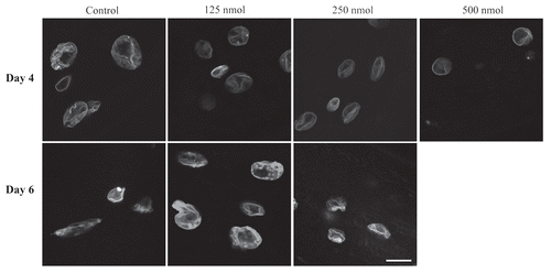 Figure 1 Manumycin alters nuclear morphology. GFP::Ce-lamin in live control and manumycin treated worms at days 4 (upper part) and 6 (lower part) of adulthood. C. elegans were treated with 125, 250 and 500 nM of manumycin and grown at 20°C. Nuclei in worms treated with manumycin show fewer convolutions compared to nuclei from untreated worms. Bar = 10 microns and applies to all parts.