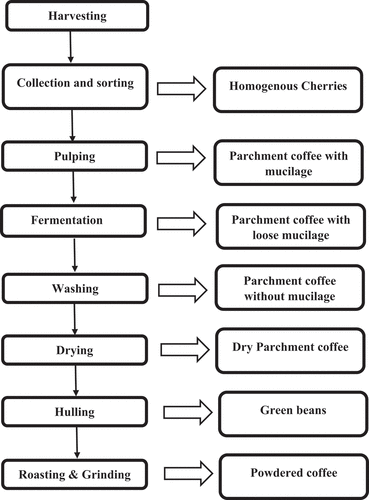 Figure 5. Wet processing method of coffee.