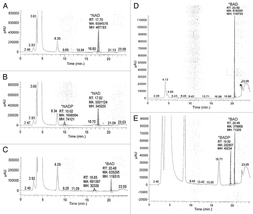 Figure 2. In order to evaluate the potential for BAD to act as a substrate of phosphorylation via human recombinant NAD kinase, 10 μM BAD was incubated for 1 h in a solution containing 50 mM Tris/HCL, pH 8.0, 20 mM MgCl2, 5 mM ATP, and 1–4 μg of human recombinant NAD kinase. To validate the activity of NAD kinase, 10 μM NAD was also incubated in the aforementioned solution for 1 h. Following incubation, samples were evaluated via HP LC using a Prtisil-10 SA X column at an absorbance of 254 nm as described by Saunders et al.Citation14 Data shows samples in which NAD was incubated with reaction solution lacking NAD kinase (A), NAD incubated in the reaction solution with 2 μg NAD kinase (B), BAD incubated with reaction solution lacking NAD kinase (C), 10 μM BAD standard (D), and 10 μM BAD incubated in reaction solution containing 4 μg NAD kinase (E).