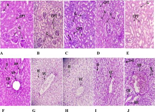 Figure 3. Histopathological photomicrographs of kidney and liver slices stained with hematoxylin-eosin (×40) after oral administration of C. europaea hydroethanolic, polyphenols, flavonoids and saponins extracts in rats on day 28 of the subacute toxicity. (A–E) Kidney section of groups treated with NaCl, hydroethanolic, polyphenol, flavonoid and saponin extracts, respectively. (F–J) Liver section of groups treated with NaCl, hydroethanolic, polyphenol, flavonoid and saponin extracts, respectively. A, Arteriole; G, Glomerulus; CPT, Peritubular capillaries; VC, Central vein; VP, Portal vein; CB, Bile duct; HA, Hepatic artery; H, Hepatocyte; N, Neutrophil; L, Leukocyte.
