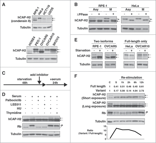 Figure 1. Full-length hCAP-H2 and its variant detected in human cell lines. (A) hCAP-H2 proteins in RPE-1, HeLa (cervical cancer), HCT116 (colon cancer), U2OS (osteosarcoma), HOSE4, and ovarian cancer cell lines (PEO-1, OVCAR5, OVCAR10, and SKOV3) were assessed by immunoblot analysis. Arrows indicate the full-length hCAP-H2 and its smaller variant. Tubulin serves as a loading control. (B) Asynchronous (Asy) and mitotic (M) RPE-1 and HeLa cells were subjected to Western blot analysis to detect hCAP-H2 proteins. Mitotic cells were prepared by mitotic shake-off. Cell lysates were treated with lambda protein phosphatase (λPPase). (C) Schematic protocol for the inhibitor treatments employed in panel D. (D) RPE-1 cells grown in normal medium were subsequently cultured for 48 hours in starvation medium, which consists of 20 times less fetal bovine serum (FBS) than normal. CDK4/6 inhibitors (Palbociclib and LEE011), DNA replication inhibitors (HU and Thymidine), or DMSO (control) were added to starvation medium 2 hours before serum re-stimulation. Cells were further cultured for 24 hours in normal medium (serum +) containing the inhibitors, and lysates were subjected to immunoblot analysis. P indicates phosphorylated Rb proteins. (E) The indicated cell lines were cultured for 2 days in normal (starvation −) or starvation medium (starvation +), followed by Western blot analysis. (F) RPE-1 cells grown in normal medium (C, control) were subsequently cultured for 2 days in starvation medium (S, Starvation). After the starvation treatment, cells were further cultured in normal medium for the indicated periods of time (Re-stimulation). Cell lysates derived from the respective culturing steps were subjected to immunoblot analysis. Band intensities (top) and expression ratio (bottom) of the hCAP-H2 isoforms are shown.