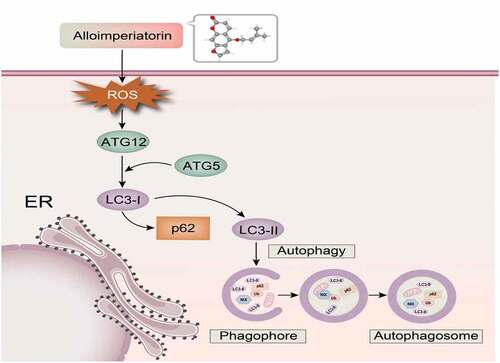 Figure 1. The mechanism of Alloi-inducing autophagy in cervical cancer cells via the ROS pathway.