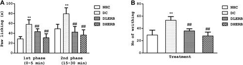 Figure 3 Effect of EBR on alleviating nociceptive responses in DPN rats. (A) Paw licking duration tested by formalin test (B) number of abdominal writhing tested by acetic acid test. Data was presented as the mean ± SD (n = 6). **P<0.05 vs HNC group, ##P<0.05 vs DC group.