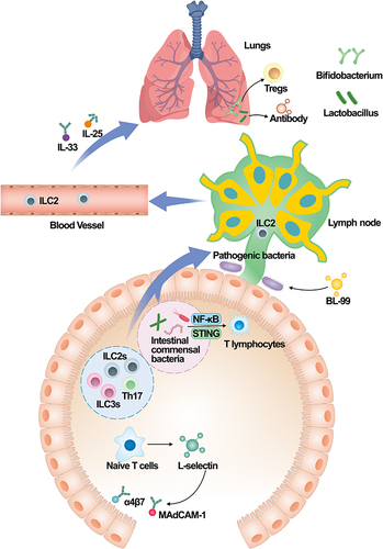 Figure 3 Immune cells along the gut-lung axis. Immune cells such as ILC2s, ILC3s and Th17 could transfer from the intestine to the lungs and participate in the inflammatory responses. The migration of immune cells is expedited by intestinal bacteria and their metabolites via IL-33 and IL-25; Intestinal bacteria could change the activity of T lymphocyte subsets through NF-κB and STING signaling pathways; L-selectin expressed by naive T cells binds to MAdCAM-1, exposing binding sites for α4β7 activation and ultimately altering the cytoskeleton; Pathogenic bacteria can be transferred to the lung through the gut-lung axis to trigger inflammatory responses, while probiotics could migrate to the lungs and reduce the inflammatory responses by the production of antibodies and enhancement of NK cells; Bifidobacterium enhances the inflammatory responses caused by the migration of pathogenic bacteria.