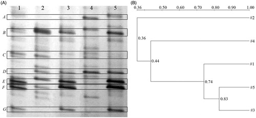 Figure 2. Representative DGGE profiles (A) and UPGMA dendrograms (B) of blank control, diabetic mice, diabetic mice with 50 and 100 mg/kg of PPSB, and positive control groups. Group 1: Blank control group (N), normal mice treated with water. Group 2: Diabetic model group (D), diabetic mice with distilled water. Group 3: Diabetic mice with 600 mg/kg of dimethylbiguanide. Group 4: Diabetic mice with 50 mg/kg of PPSB (L). Group 5: Diabetic mice with 100 mg/kg of PPSB (H).