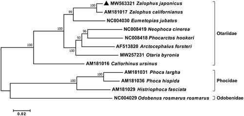 Figure 1. Phylogenetic relationship of Z. japonicus with other 11 pinnipeds in the infraorder Pinnipedia. A phylogenetic tree was constructed with 13 mitochondrial protein-coding genes using the maximum-likelihood algorithm by MEGA version 7 software. The bootstrap values generated from 1000 replicates are shown at each branch and a black triangle represents Z. japonicus as determined in this study.