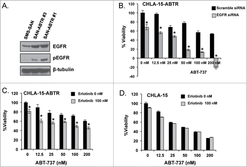 Figure 2. (A) Different subpopulations of SMS-SAN selected for ABT-737 resistance (SAN-ABTR) at different times from the Bcl-2 dependent SMS-SAN growing in > 150 nM of ABT-737 (parent cell line IC50 5 nM). (B) CHLA-15-ABTR cells were transfected with EGFR siRNA for 24 hours, then treated with ABT-737 for 24 additional hours at which time cell viability was assessed by WST-1. Mcl-1 dependent CHLA-15-ABTR (C) and Bcl-2 dependent CHLA-15 (D) were treated with erlotinib and ABT-737 simultaneously and assessed for changes in viability at 48 hours by WST-1 assay. *; statistically significant difference, p< 0.05, 95% Ci.