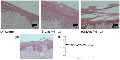 Figure 5. H&E histology of TE-skin treated for 7 d with Il-17, Control (A), 2 ng/ml (B), and 20 ng/ml (C). H&E histology of TE-skin treated with Il-17 (D), and pH measurements calculated from Raman data (E). Samples are stained with H&E are ×100 magnification, scale bar represents 100 µm, n = 3.