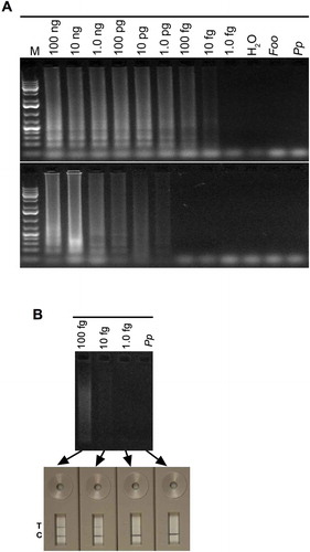 Fig. 5 (Colour online) Sensitivity of LAMP for detection of Rhizoctonia solani and R. zeae. (A) LAMP reactions contained the indicated amounts of DNA of R. solani (upper panel) or R. zeae (lower panel) in a total of 25 µL reaction. (B) Detection sensitivity of LAMP reactions performed with indicated amounts of R. solani DNA templates were compared by running on 1.3% agarose gel or a PCRD2 Lateral Flow Device (Forsite Diagnostics). Appearance of blue lines next to ‘T’ indicates positive detection of test samples; blue lines next to ‘C’ indicate that the LFD device is functional. Lanes labelled ‘Foo’ and ‘Pp’ are negative controls, and contained 30 ng DNA of Fusarium oxysporum f. sp. oxysporum and Phytophthora parasitica, respectively. ‘H2O’ had no template DNA. Lane M, 1Kb+ DNA ladder.