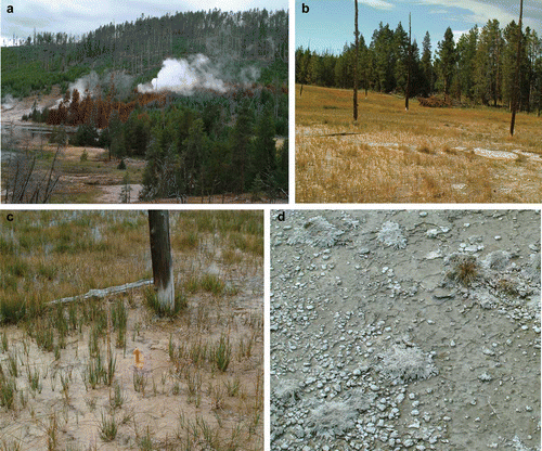 Figure 2. (a) Acid–sulphate thermal area North of Norris Geyser Basin. A linear zone of brown, dying conifers and billowing steam marks the location of newly created fumarole-vents. (b) Margin of thermal wetland at Big Blue Hot Spring that has encroached into former forest area drowning and killing Pinus contorta. Stands of conifers beyond the current wetland fringe occur above the local water table. (c) Wetland conditions developed around the base of a still standing, but dead, Pinus stump. Adjacent is a fallen and decaying branch or trunk. The white base of the standing trunk is evidence of wicking, or capillary action drawing silica-rich water into the wood structure partially permineralising it. (d) Sinter apron surface in the Back Basin, Norris Geyser Basin. Alkalinity- and salinity-tolerant grasses form domes with a crude radial structure where silica-rich waters have invaded and encrusted plants growing on the formerly dry apron surface. Plants on the right hand margin of the image are maintaining growth despite partial encrustation and the presence of shallow films of brackish thermal water. (e) Stunted (5–10 cm high) Eleocharis rostellata with fallen and silica encrusted aerial stems on the apron of Big Blue Hot Spring. (f) Block collected from a Holocene sub-fossil sinter outcrop adjacent to the Firehole River and Lower Geyser Basin. Vertically orientated basal stems occur below a top surface crowded with silicified fragments of aerial stems of E. rostellata.