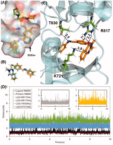 Figure 6. (A) Superimpose of computational predicted gefitinib binding conformation (gold) with conformation from X-ray crystal structure (green). (B) Predicted binding conformations of compound 5 g(green), 5k(cyan), and 5 l(gold). (C) Binding mode of compound 5k. Residues T830, R817, and K721 are shown in stick style and Coloured in green. Hydrogen bond and cation-π interaction are represented as dashed lines with labelled distance in unit of Å. (D) Tracked changes for the positional root-mean-square deviations (RMSD) for the EGFR (red curve) and compound 5k (black curve) during MD simulation. L(O) and L(Q) represents the oxygen in quinazolinone and quinazolinone itself, respectively.