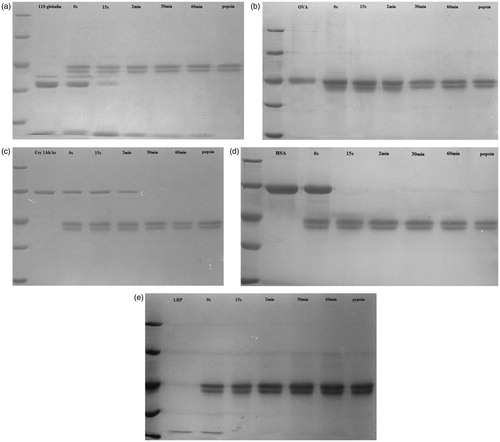 Figure 2. Results of digestion (i.e. SGF) assays with 11S globulin, OVA, Cry 1Ab/Ac, HAS, or LRP. Marker represents 116 kD, 66.2 kD, 45 kD, 35 kD, and 25 kD, respectively. (a) 11S globulin, whose B sub-unit can resist digestion until 60 min. (b) OVA, and (c) Cry 1Ab/Ac, each was completely digested after 2 min. (d) HSA and (e) LRP, which were pepsinized rapidly. The results indicate that 11S globulin has a digestion-stable sub-unit. OVA and Cry 1Ab/Ac can be completely digested between 2–30 min, while HSA and LRP are digested within 15 s.