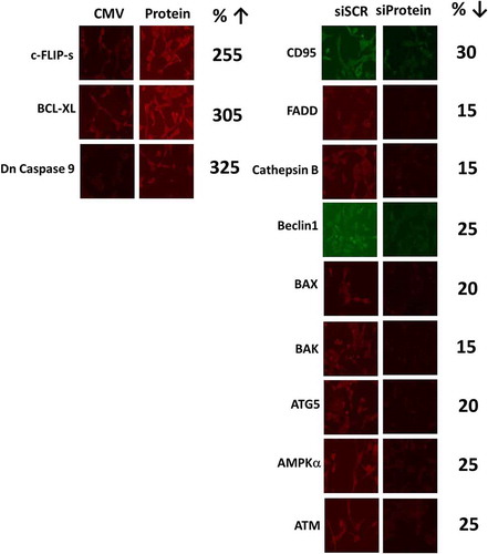 Figure 13. Control studies demonstrating the knock down and over-expression of proteins, manipulated in the present studies. The percentage of protein remaining after knock-down is presented. The percentage increase of the expressed protein is presented.