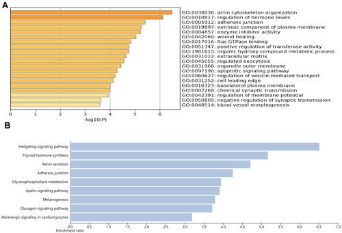 Figure 9 Functional enrichment analysis. (A) Significant GO terms predicted in Metascape database. (B) Important KEGG pathway predicted in WebGestalt database.