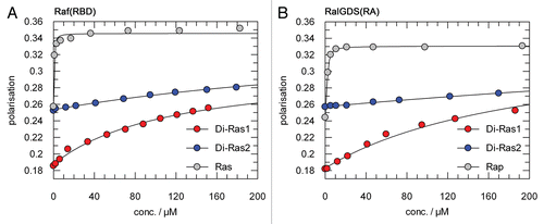 Figure 4 Low affinity interaction between Di-Ras1/Di-Ras2 and Ras-effectors. 1 µM mGppNHp-bound Di-Ras1 and Di-Ras2 were titrated with GST-Raf(RBD) (A) or GST-RalGDS(RA) (B). Complex formation was followed by determining fluorescence polarisation. GST-Raf(RBD) and GST-RalGDS(RA) showed very low affinity binding to Di-Ras1 or Di-Ras2. Only an approximate KD of 120 µM could be calculated for the Raf+Di-Ras1 interaction. The KDs for (RalGDS+Di-Ras1), (Raf+Di-Ras2) and (RalGDS+Di-Ras2) are above 200 µM. mGppNHp-bound H-Ras and mGppNHp-bound Rap1 were used as positive controls for GST-Raf(RBD) and GST-RalGDS(RA), respectively.