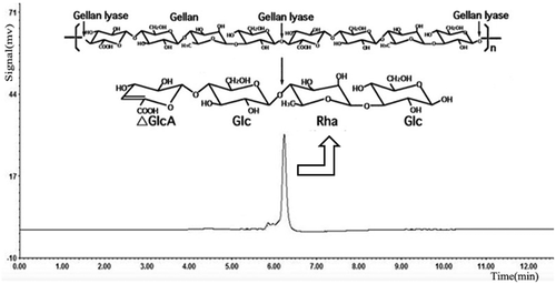 Figure 7. HPLC analysis of the gellan degradation products. Gellan was converted to a tetrasaccharide (4,5-ene-glucuronyl-glucosyl-rhamnosyl-glucose) by the gellan lyase.
