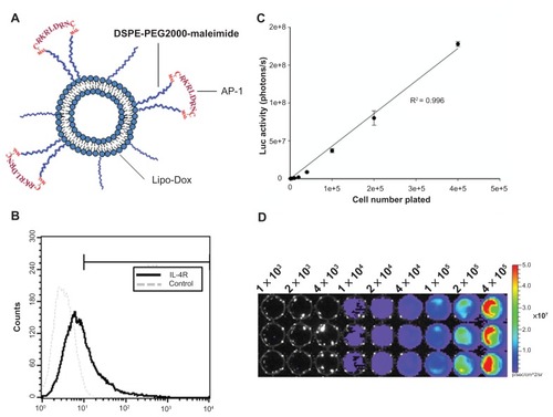 Figure 1 (A) Schematic representation of the AP-1-conjugated liposome. Liposomes were prepared containing maleimide functional polyethylene glycol chains. Maleimide was used to attach the AP-1 peptide through the thiol group on a cysteine. (B) Flow cytometric detection of the cell-surface interleukin-4 receptor on cloned human GBM8401-luc cells. (C) Linearity of measured bioluminescence versus GBM8401-luc cell number. GBM8401-luc cells were plated into 96-well dishes in triplicate in various numbers, and were then imaged by the in vivo imaging system. A strong correlation (R2 = 0.996) was observed between luciferase activity and cell numbers. (D) A luciferase image of the plated GBM8401-luc cells.Abbreviations: IL-4R, interleukin-4 receptor; Lipo-Dox, liposomal doxorubicin.