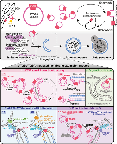 Figure 3. ATG9/ATG9A trafficking in nonneuronal cells and working models for phagophore growth. Upper panel: trafficking of ATG9/ATG9A in nonneuronal cells and its involvement in the autophagic process. Proteins shown in purple are potential ATG9/ATG9A interactors according to previous proteomic studies. Lower panel: proposed models for ATG9/ATG9A-mediated phagophore growth and the remaining questions.