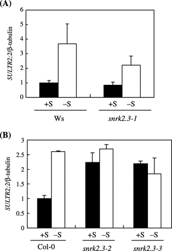 Figure 5  Changes in SULTR2;2 mRNA accumulations in shoots of (A) wild-type Wassilewskija (Ws) and snrk2.3-1 mutant and (B) wild-type Columbia-0 (Col-0), and snrk2.3-2 and snrk2.3-3 mutants (mean ± standard deviation, n = 3). (▪), +S conditions; (□) –S conditions. Plants were grown as indicated in Fig. 2.