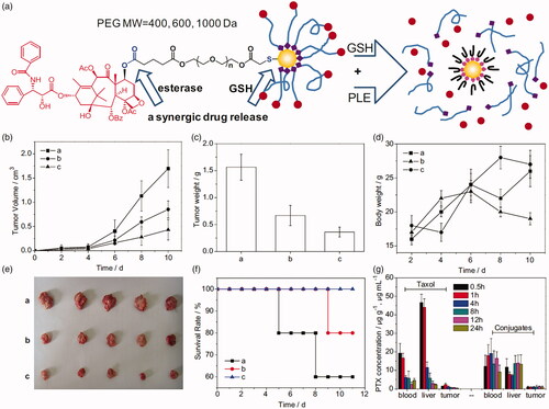 Figure 6. (a) Schematic illustration of the chemical structure of PTX-PEG@GNP conjugates. (b–g) Tumor volume, tumor weight, body weight, images of tumor tissues, survival rates, and PTX concentration in Heps tumor xenograft ICR mouse models (Ding et al., Citation2013). Copyright 2013, Elsevier. Reprinted with permission.