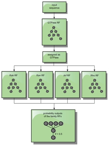 Figure 8 Classification processing flow. A sequence is only forwarded as an input sequence to the subfamily RFs, if it was assigned and identified as a GTPase by the GTPase-RF. If the highest output value of a family of RFs exceeds 0.5 for such an input sequence, the protein sequence is assigned to this specific family.