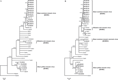 Fig. 2 A maximum likelihood (ML) tree constructed from: (A) the partial nucleotide sequence of the nuclear inclusion b (NIb) region, and (B) coat protein (CP) region for 19 Iranian virus isolates from legumes (shown in bold; Table 3) and 20 representative Potyvirus species listed in Supplementary Table 1. Numbers at each node indicate the percentage of supporting bootstrap samples in ML and NJ methods, respectively. The homologous sequence of an isolate of Ryegrass mosaic virus (RGMV; genus Rymovirus) was used as the outgroup.