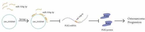 Figure 5. A schematic diagram to summarize the interactions discovered in this study