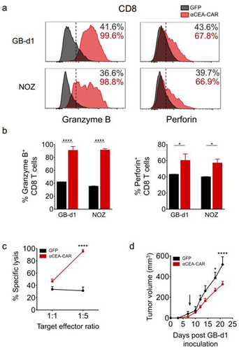 Figure 5. CAR-T cell-mediated cytotoxicity against CEA-expressing GBC cell lines.