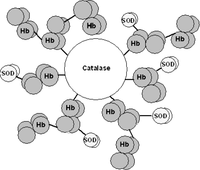 Figure 5 Possible structure of a heterogeneous polymer/dendrite. According to experimental design, activated Cat was first reacted with a complementary activated Hb. After an incubation period, an additional round of Hb and SOD was added.