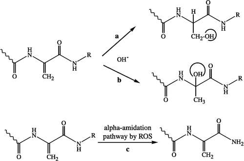 Figure 3 Possible antioxidant mechanisms of N-acetyl DHA derivatives.