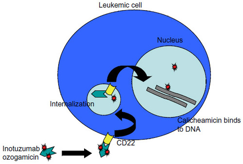 Figure 2 Mechanisms of action of inotuzumab ozogamicin.