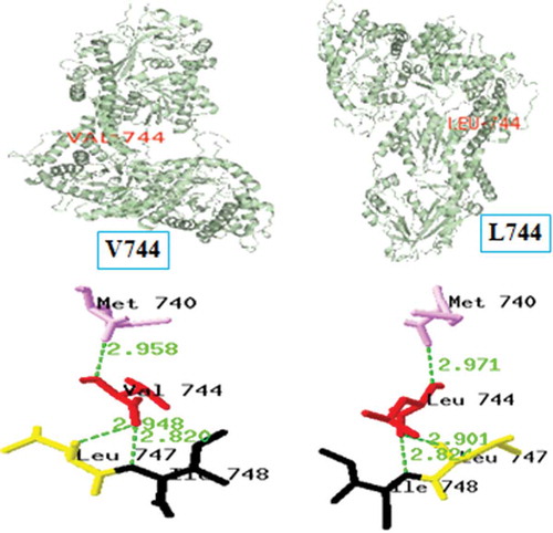 Figure 3. rs57752780 (V744L) SNP structure analysis by SPDBV: H-bonding interactions in native (left) show interactions with Met740 (2.958 Å), Leu747 (2.948 Å), and Ile748 (2.820 Å); while mutant (right) show interactions with Met740 (2.971 Å), Leu747 (2.901 Å), and Ile748 (2.824 Å).