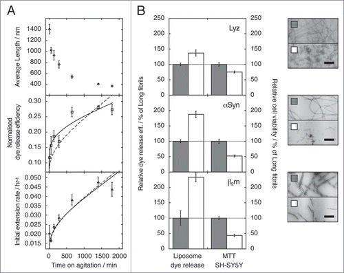 Figure 1 The effect of fibril fragmentation on length, seeding capability, capacity to cause membrane disruption and cytotoxic potential of fibril samples. (A) Change in weight average fibril length as measured using TM-AFM single particle image analysisCitation18 (upper), ability to disrupt a model lipid membrane formed from 80% (w/w) phosphatidyl choline and 20% (w/w) phosphatidyl glycerol (middle), and initial fibril extension rate when added to fresh monomer solutions (lower) as function of the length of time a preformed β2m fibril sample was fragmented by stirring at 1,000 r.p.m. For the initial fibril extension rate (lower) and dye release efficiency (middle), calculated curves based on a model where the observed changes are directly proportional to the relative increase in the number of fibril particles as fibrils fragment (dashed lines), or best fit non-linear power-law relationship (solid lines) are also shown in each case. The difference in the two curves in the case of dye release efficiency illustrates that membrane disruption follows a more complex relationship with fibril length than fibril extension rate, in a manner that cannot be described solely by the increase in the number of fibrils as fragmentation proceeds. (B) Ability to disrupt liposome membranes (dye release assay), and to decrease cell viability (MTT assay) by samples containing short (white bars) or long (grey bars) fibrils of lysozyme (upper plot), α-synuclein (center plot) or β2m (lower plot). Relative dye release efficiency and relative cell viability were normalised against the effect of long fibrils for comparison. The error bars represent one standard error. Negative stain transmission electron micrographs of the fibril samples (top: lysozyme, centre: α-synuclein, bottom: β2m) are shown to the right, with scale bars representing 200 nm. In each case, the fragmented sample is shown below its unagitated counterpart. (Data were originally published in The Journal of Biological Chemistry, Xue et al. Fibril fragmentation enhances amyloid cytotoxicity. J Biol Chem 2009; 284:34272–82.Citation17 Copyright, the American Society for Biochemistry and Molecular Biology).