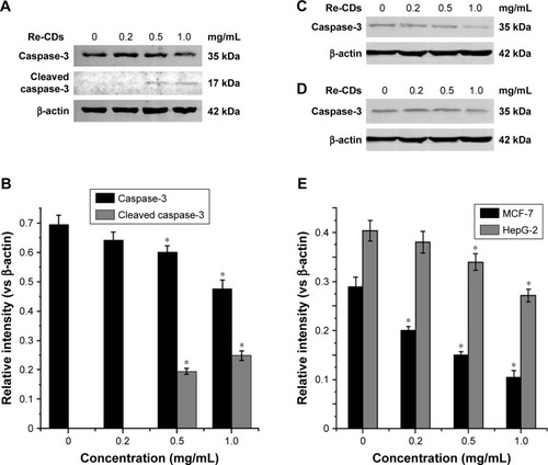 Figure 8 Effects of Re-CDs on caspase-3 expression related to apoptosis of cancer cells.Notes: (A) Western blot analysis of the expression of apoptosis protein caspase-3 in A375 cells. (B) The relative gray intensity (vs internal reference) of caspase-3 with different concentrations of Re-CDs in A375 cells. (C) Western blot analysis of the expression of apoptosis protein caspase-3 in MCF-7. (D) Western blot analysis of the expression of apoptosis protein caspase-3 in HepG-2. (E) The relative gray intensity (vs internal reference) of caspase-3 with different concentrations of Re-CDs in MCF-7 and HepG-2 cells. Data in histogram are represented as mean±SD (*P<0.05). Decrease in caspase-3 and the increasing expression of cleaved caspase-3 indicate the apoptosis of A375 cancer cells. While in MCF-7 and HepG-2, we can also observe the decreased expression of caspase-3.Abbreviations: A375, malignant melanoma cell line; Re-CDs, Re-based carbon dots.