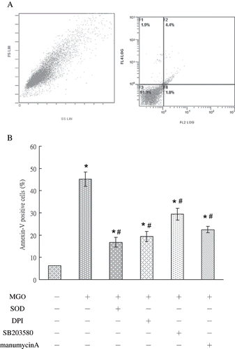 Figure 6. The profile in vehicle group (A) and the percentage of cells undergoing apoptosis (annexin V-positive, lower panel) under various conditions (B) were shown. Role of NADPH oxidase, P38 MAP kinase, and Ras signaling pathways was in MGO-induced mesangial cell apoptosis. SOD, DPI, SB203580, and manumycinA significantly reduced the percentage of apoptosis. The results shown represent the means ± SD of three experiments. * and # respectively show the difference from the vehicle and MGO group, p < 0.05.