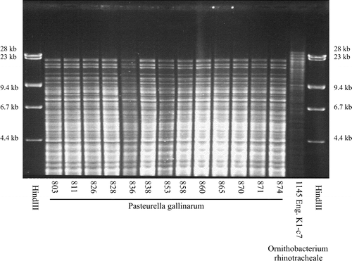 Figure 1. HpaII REA profiles of 13 isolates of P. gallinarum and a single isolate of O. rhinotracheale. Phage lambda DNA digested with HindIII was included as a size marker.