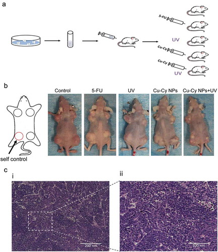 Figure 7. Establishment of a tumor model. (a) The process and grouping of an experiment in nude mice. (b) Images of nude mice with different sized HepG2 tumors after different treatment. The left leg of each mouse is the control. (c) HE staining of HepG2 tumor in mice.