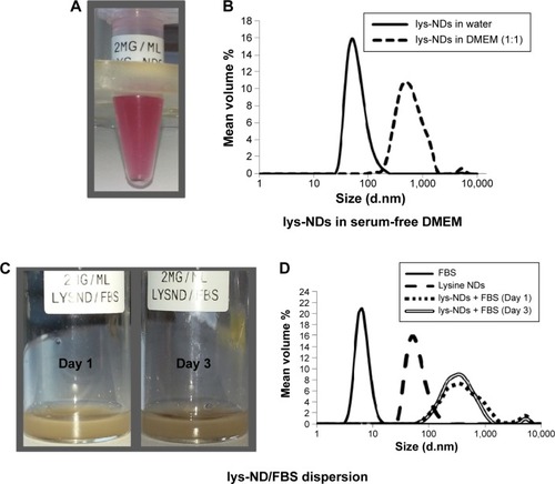 Figure 2 Interaction of lys-NDs with serum free DMEM and with FBS.Notes: Dispersions of (A) lys-NDs in serum-free DMEM showing sedimentation within 24 hours due to reduced dispersibility. (B) Size distribution curve for lys-NDs in serum-free DMEM compared with the aqueous dispersion. (YTZ grinding media was added at 1:1 ratio in the DMEM dispersion.) (C) lys-NDs/FBS dispersion at different time points showing no sedimentation up to 3 days suggesting uniform dispersibility over time. (D) Size distribution curves for lys-NDs after serum incubation: FBS alone, lys-NDs alone, lys-NDs/FBS on day 1, and lys-NDs/FBS on day 3. Each curve is derived from an average of six distributions with ten individual scans.Abbreviations: lys-NDs, lysine-functionalized NDs; NDs, nanodiamonds; FBS, fetal bovine serum; DMEM, Dulbecco’s Modified Eagle’s Medium; YTZ, yttria-stabilized zirconia.