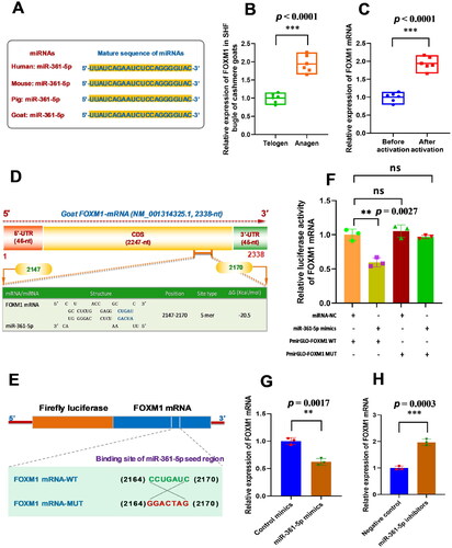 Figure 2. MiR-361-5p directly binds with FOXM1 mRNA and negatively regulates its expression in SHF-stem cells of cashmere goats. (A) Conservative analysis of miR-361-5p mature sequences among mammal species. (B) Relative expression of FOXM1 mRNA in cashmere goat SHF bugle at anagen and telogen stages. (C) Relative expression of FOXM1 mRNA before and after induced activation of SHF-stem cells. (D) A diagram of goat FOXM1 mRNA with the prediction of binding sites of miR-361-5p in the FOXM1 mRNA. The nucleotide positions are indicated based on the goat FOXM1 mRNA sequence with accession number XM_001314325.1 at NCBI online database (https://www.ncbi.nlm.nih.gov). (E) The construction strategies of FOXM1 mRNA mutant (FOXM1 mRNA-MUT) for the miR-361-5p binding sites. (F) MiR-361-5p directly binds with FOXM1 mRNA. (G) Overexpression of miR-361-5p led to the significant decreasing expression of FOXM1 mRNA in SHF-stem cells. (H) Knockdown of miR-361-5p led to the significant increasing expression of FOXM1 mRNA in SHF-stem cells. The ‘**’ and ‘***’ stand for indicating significant difference with p < 0.01 and p < 0.001, respectively.