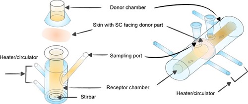 Figure 2 The Franz cell (left part) and the side-by-side diffusion cell (right part) used for in vitro skin permeation studies.Abbreviation: SC, stratum corneum.