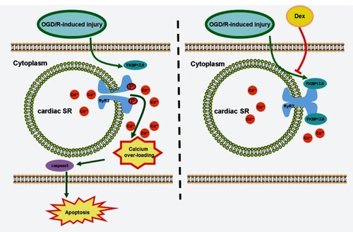 Figure 8 Schematic depicting DEX protects H9c2 cells against OGD/R-induced [Ca2+]i overload and apoptosis. During OGD/R, the down-regulation of FKBP12.6 leads to decreased combination of FKBP12.6 and RyR2, releasing Ca2+ from cardiac SR through phosphorylated RyR2 channels. The increased cytosolic free Ca2+ leads to [Ca2+]i overload, triggering caspase-3 dependent cell apoptosis. DEX pretreatment attenuates [Ca2+]i overload and apoptosis in H9c2 cells during OGD/R through a direct regulation of FKBP12.6/RyR2 signaling.